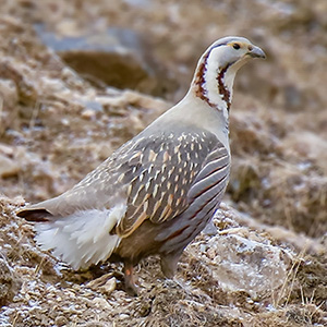 Himalayan Snowcock